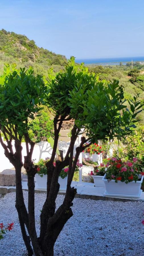 سان تيودورو Casa L'Ulivariu Affittacamere المظهر الخارجي الصورة